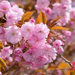 Prunus Serrulata Kanzan