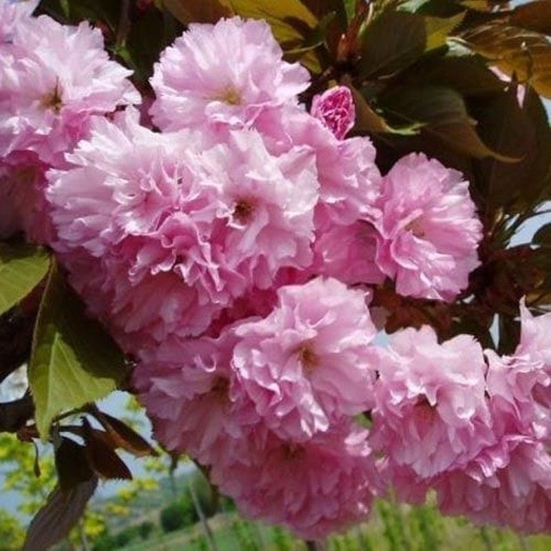 Prunus Serrulata Royal Burgundy