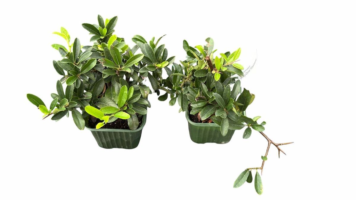 Pyracantha coccinea "Orange charmer"