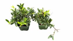 Pyracantha coccinea "Orange charmer"