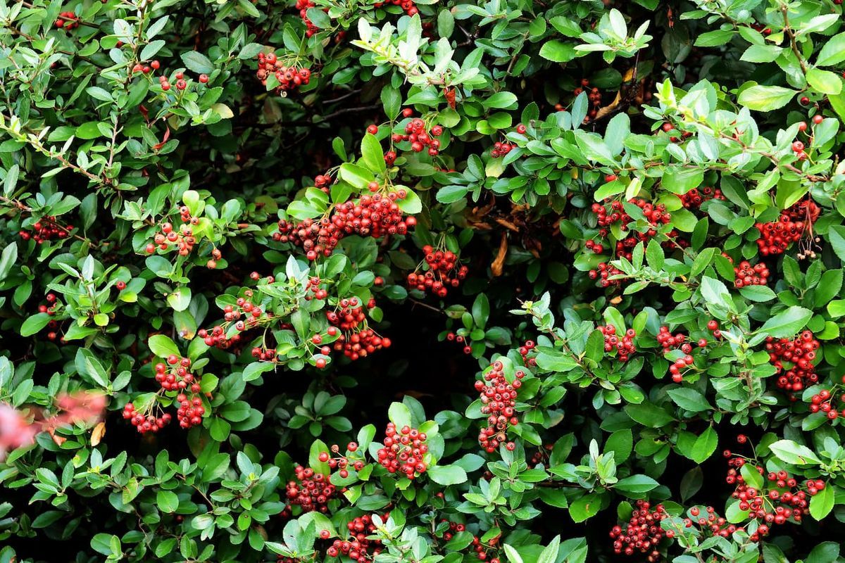 Pyracantha coccinea "Red cushion"