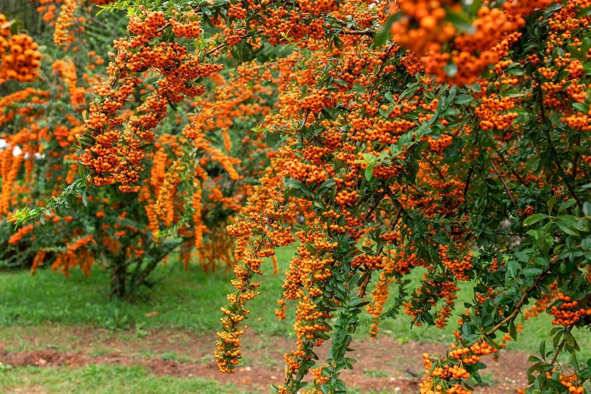 Pyracantha Orange Glow - Espino de fuego naranja