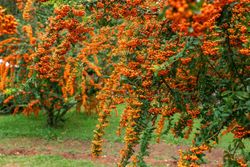Pyracantha Orange Glow - Espino de fuego naranja