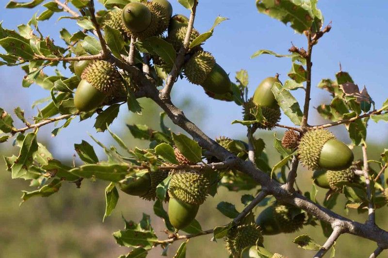 Quejigo, Quercus faginea