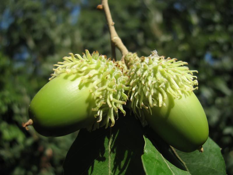 Quercus cerris, roble cabelludo