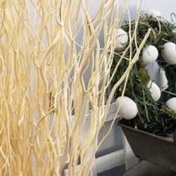 Ramas de Mitsumata Seca