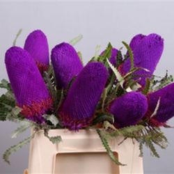 Ramo Banksia Hookeriana 4 tallos