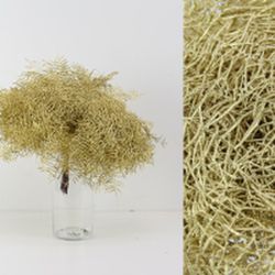 Ramo Coral Fern Natural Teñido 50 tallos