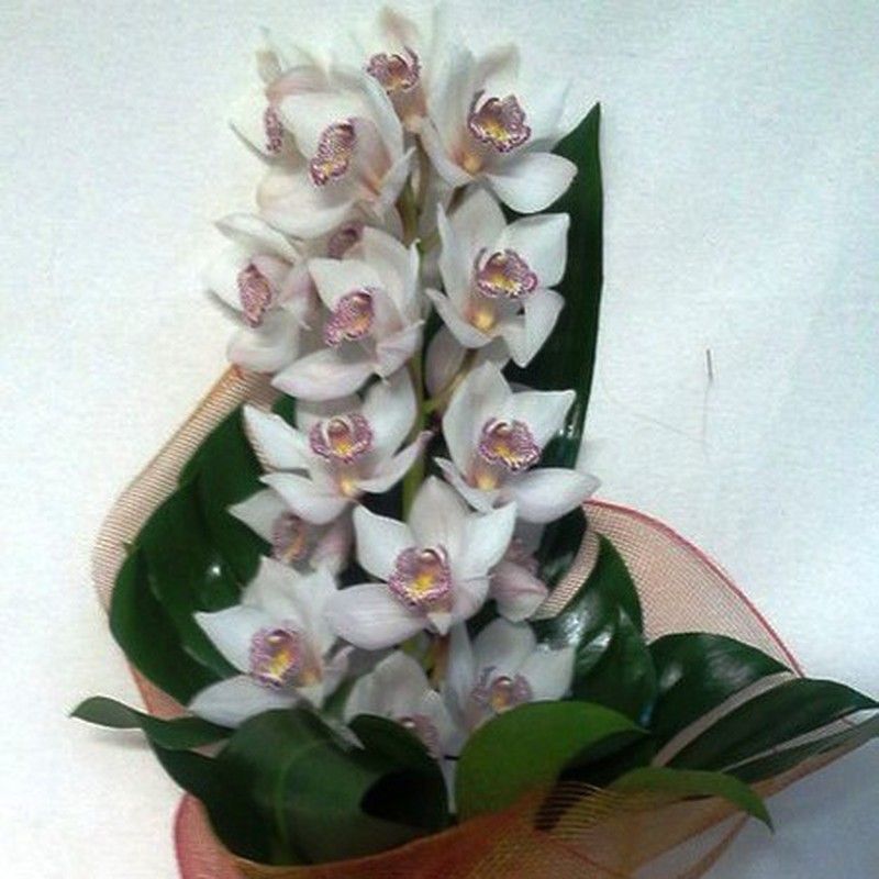 Ramo Cymbidium