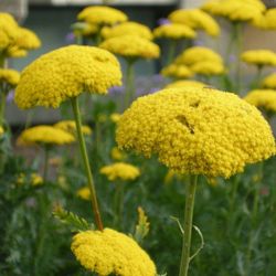 Ramo de Achillea