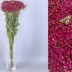 Ramo de Achillea Paprika 25 tallos