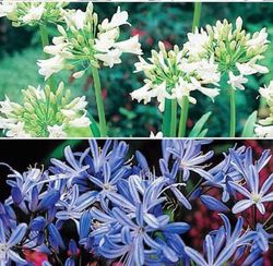 Ramo de Agapanthus