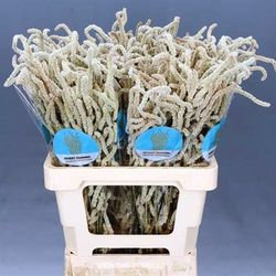 Ramo de Amaranthus Yearming Desert 50 tallos