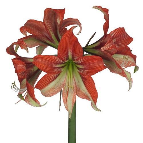 Ramo de Amaryllis