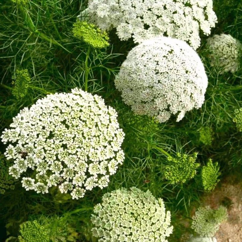 Ramo de Ammi Majus