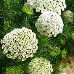 Ramo de Ammi Majus