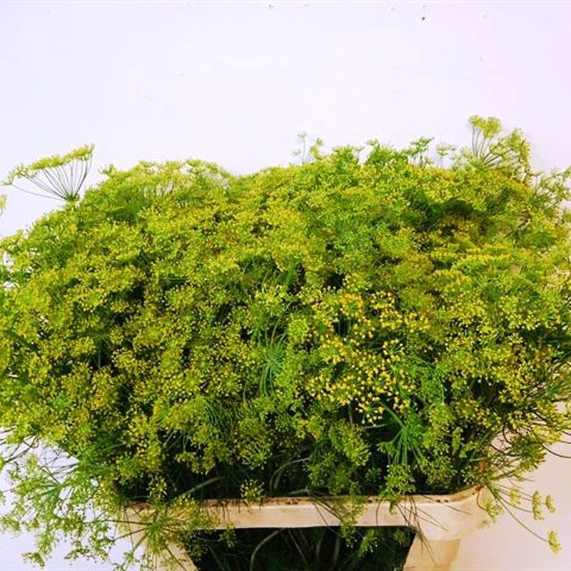 Ramo de Anethum Graveolens