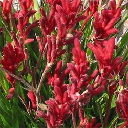 Ramo de Anigozanthus