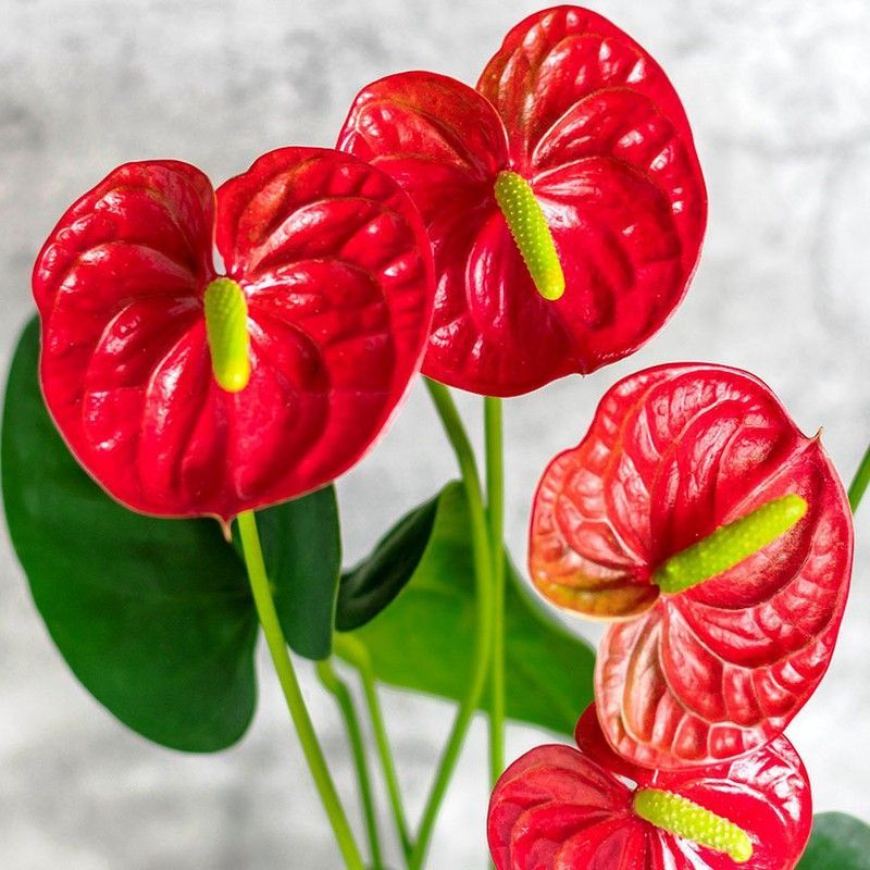 Ramo de Anthurium