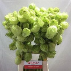 Ramo de Asclepia Moby Dick