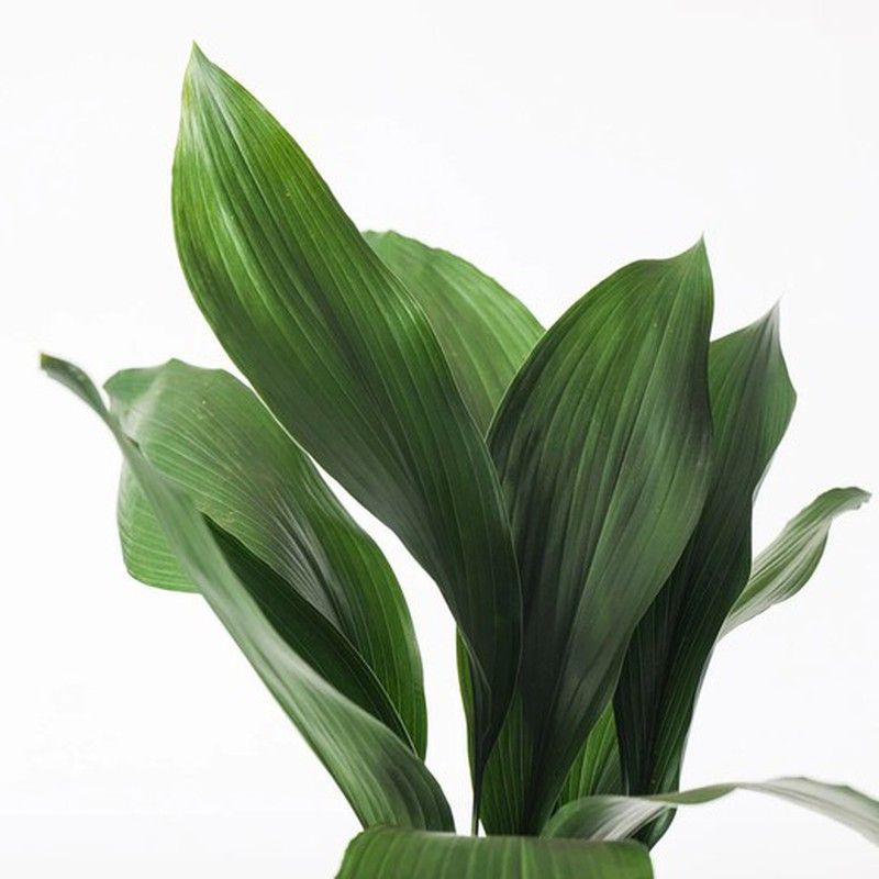 Ramo de Aspidistra