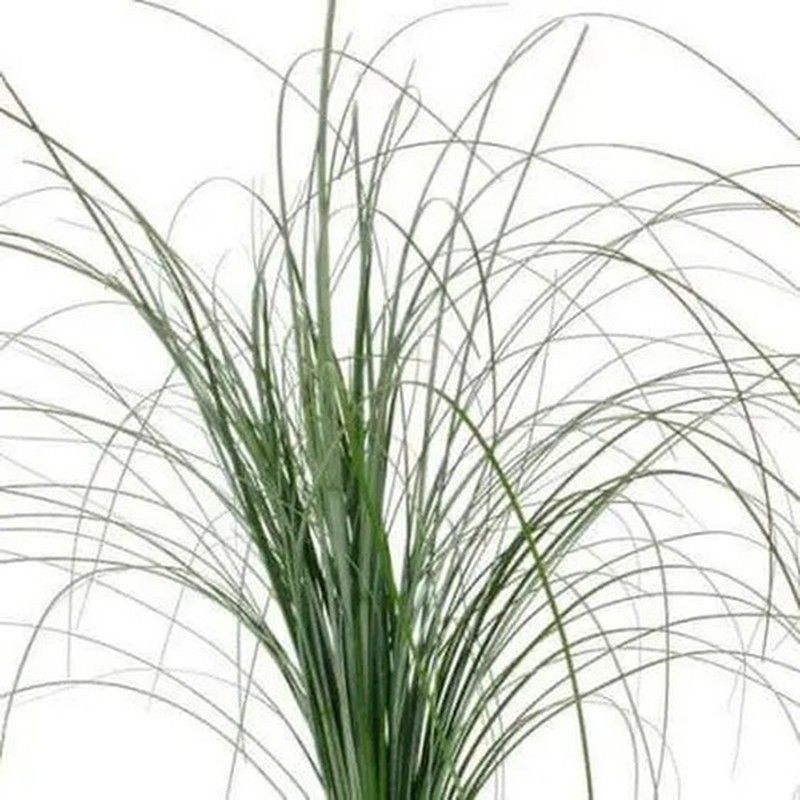 Ramo de Beargrass (Oso)