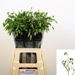 Ramo de Chasmantium Latifolium