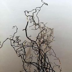 Ramo de Corylus Contorta