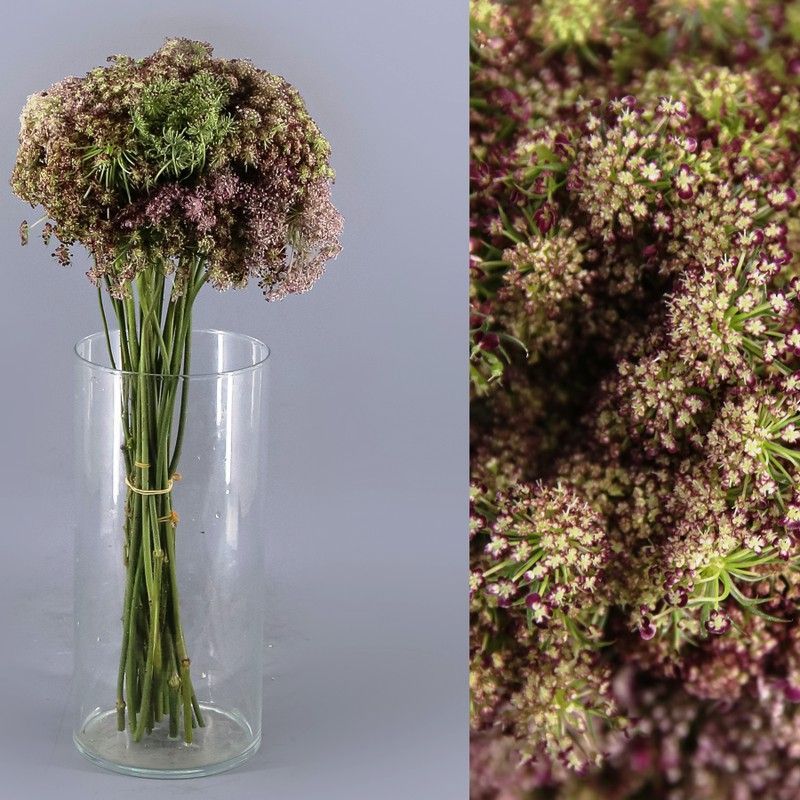 Ramo de Daucus Carota Dara 10 tallos