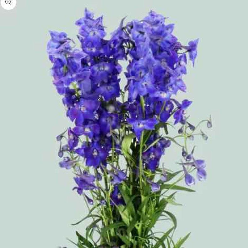 Ramo de Delphinium