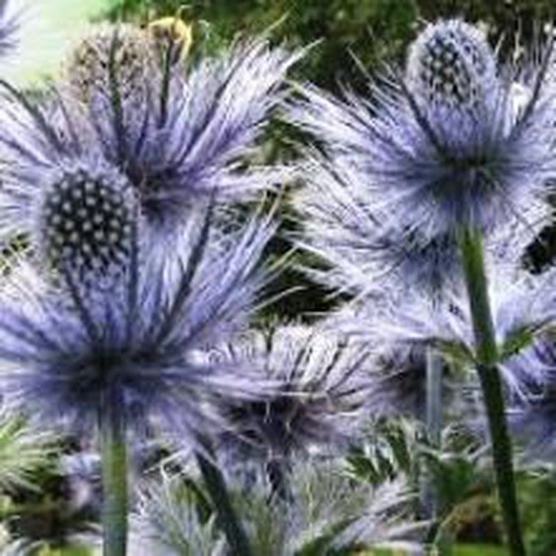 Ramo de Eryngium Alpinum