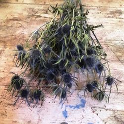 Ramo de Eryngium seco