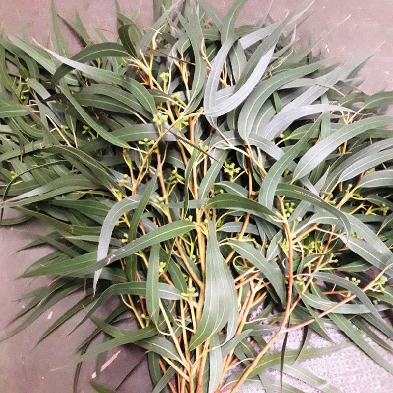 Ramo de Eucaliptus Campestre