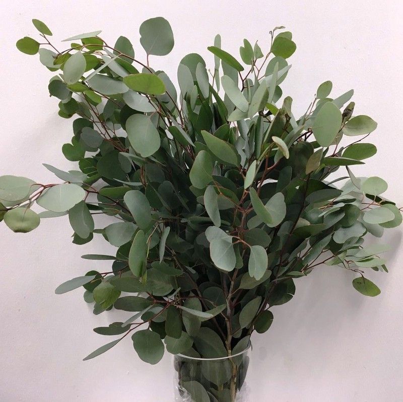 Ramo de Eucaliptus Populus