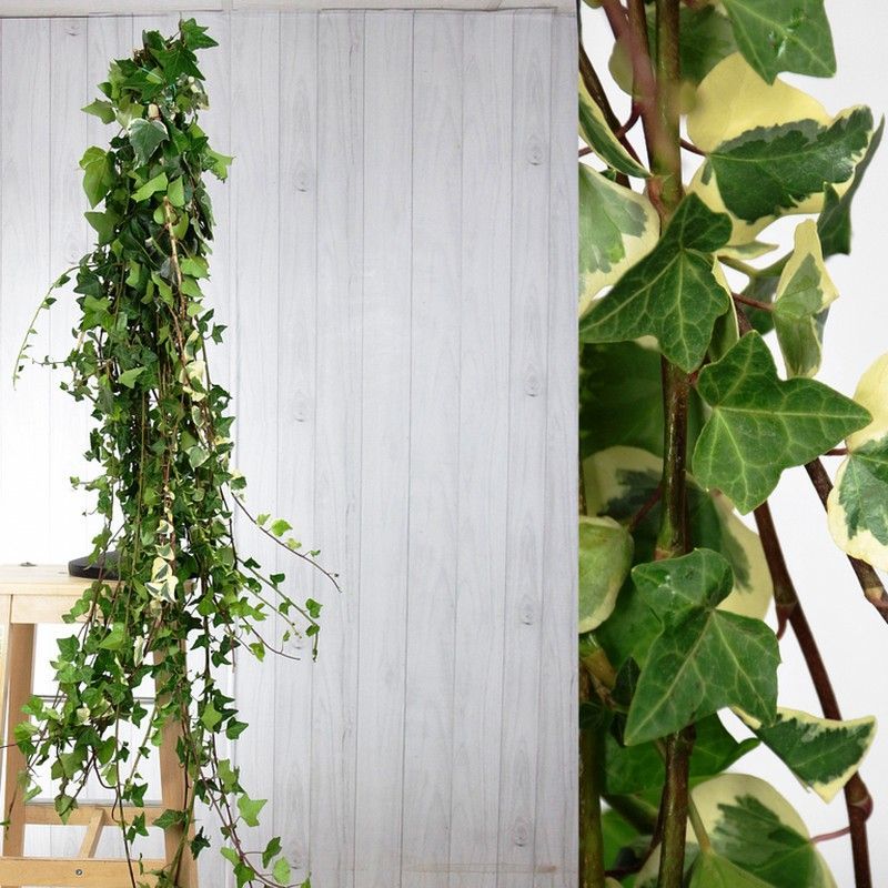 Ramo de Hedera Hiedra 10 tallos