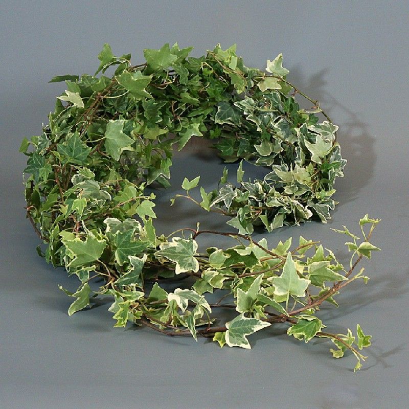 Ramo de Hedera  Mini Hiedra Variegata