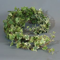 Ramo de Hedera  Mini Hiedra Variegata