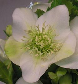 Ramo de Helleborus 10 tallos