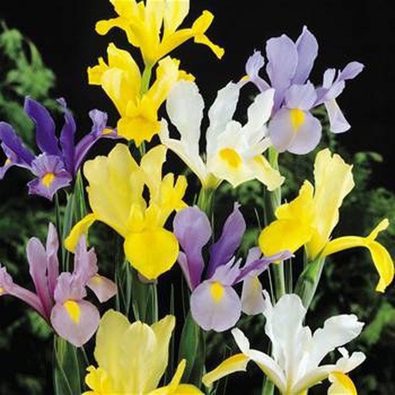 Ramo de Iris Holandés