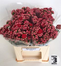 Ramo de Kalanchoe