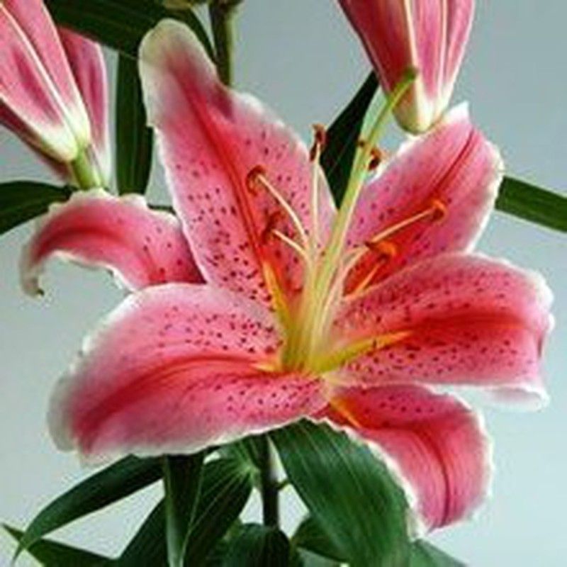 Ramo de Lilium Oriental