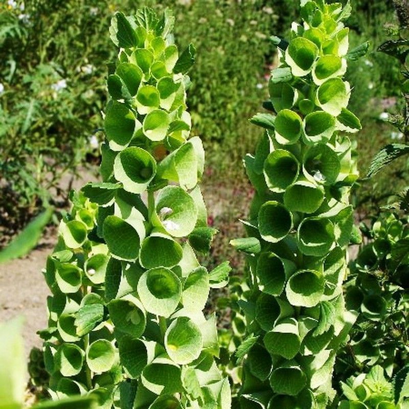 Ramo de Moluccella