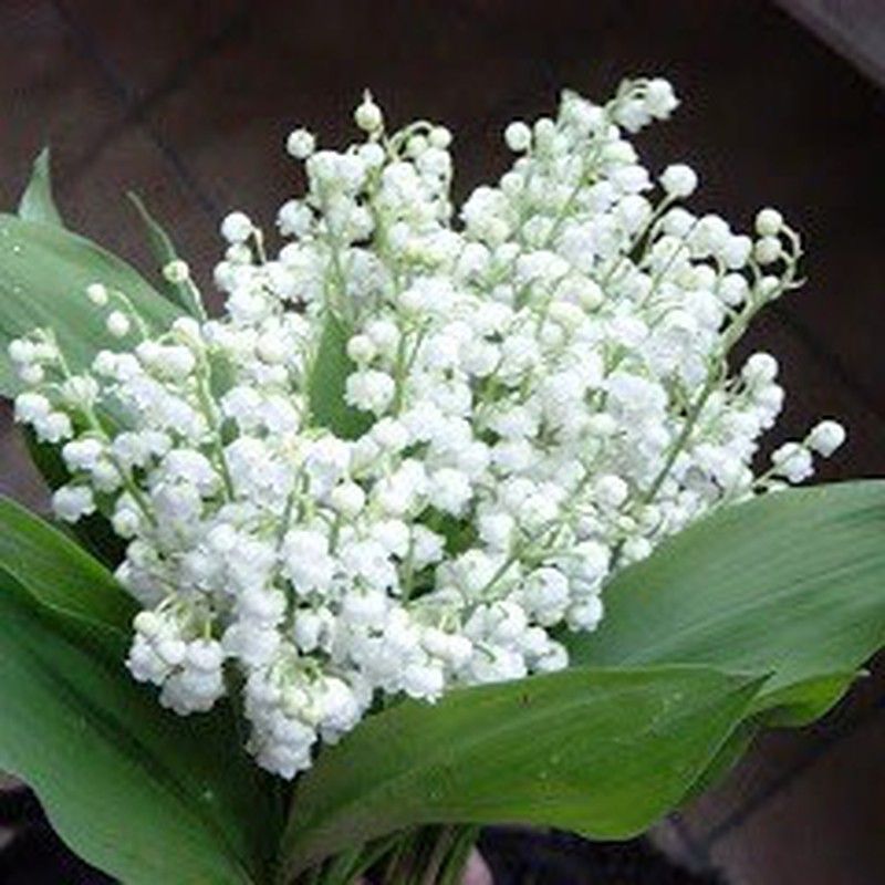 Ramo de Muguet 25 Tallos