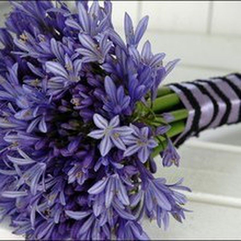 Ramo de Novia de Agapanthus