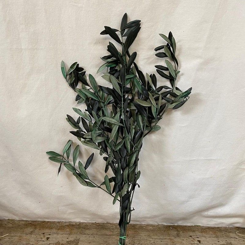 Ramo de Olivo preservado