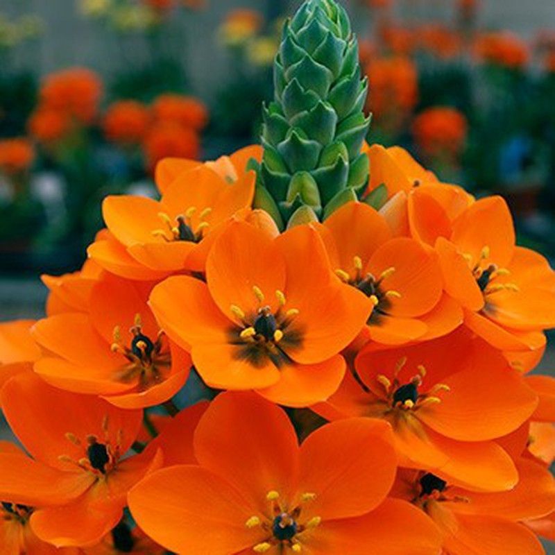 Ramo de Ornithogalum