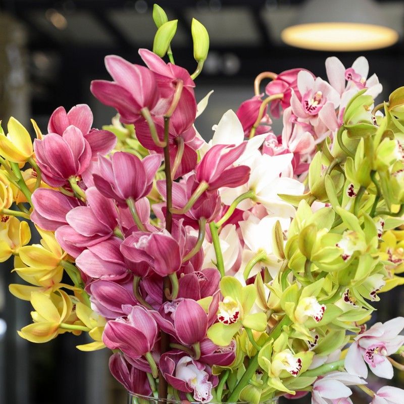 Ramo de Orquideas Cymbidium