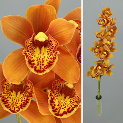 Ramo de Orquideas Cymbidium Mini
