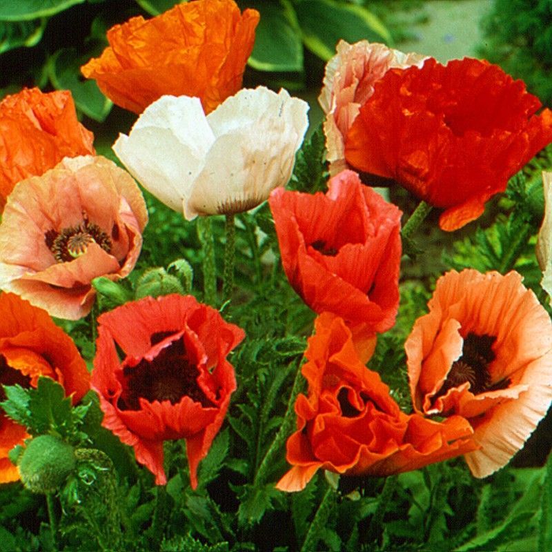 Ramo de Papaver pizzicato (Amapolas) 50 tallos