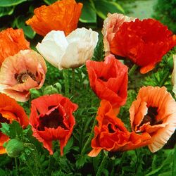 Ramo de Papaver pizzicato (Amapolas) 50 tallos